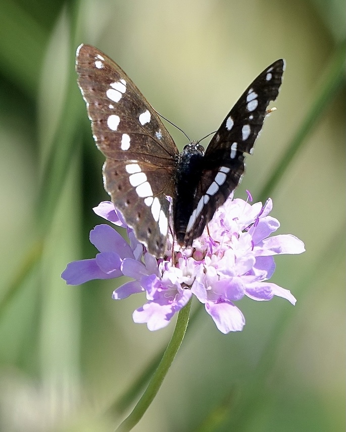 southern white admiral